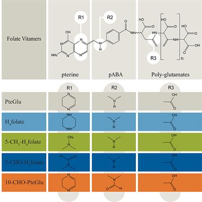 Microalgae a Superior Source of Folates: Quantification of Folates in Halophile Microalgae by Stable Isotope Dilution Assay